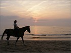 Picture for song 'Horse with no name' by artist 'ian T Hammer'