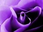 Picture for song 'Study in Purple' by artist 'Il Postino'