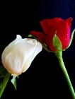 Picture for song 'Sweet kentucky Rose' by artist 'Jack 'O Scratch'