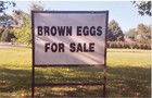 Picture for song 'Brown Eggs for Sale' by artist 'Jamey Darnold'