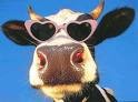 Picture for song 'Bovine Love (Elvis Parody)' by artist 'Jeff Reuben'