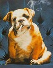 Picture for song 'filthy animal' by artist 'jemima's kite'