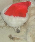 Picture for song 'I'm Giving Mom a Dead Dog for Christmas' by artist 'Joe Wrabek'