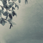 Picture for song 'Foggy Road' by artist 'johnny hoodoo'