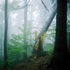 Picture for song 'Wunderwald' by artist 'Jorix'