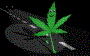 Picture for song 'weed talk (juniorreddz)' by artist 'juniorreddz'