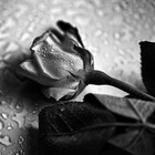 Picture for song 'Gray Flower (Instru)' by artist 'K-Bach Beats'