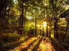 Picture for song 'Into the Forest' by artist 'Klaatu (CT)'