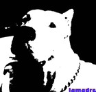 Picture for song 'dando' by artist 'lamadre'