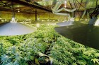 Picture for song '**New** Marijuana Orchestra **Crazy**' by artist 'LDV Beats'
