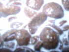 Picture for song 'Muggen' by artist 'Lijn 12'