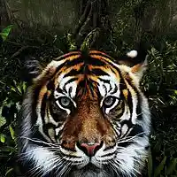 Picture for song 'In The Jungle (Prod. by Lil Twin & Pat)' by artist 'Lil Twin Double The Money'