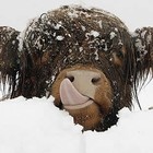 Picture for song 'Milk & Snow' by artist 'Mikejazz'