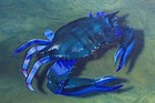 Picture for song 'Blue Crab' by artist 'MikeStoner'