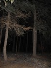 Picture for song 'Sleepy Pines' by artist 'Mistedge'