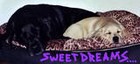Picture for song 'MY DREAMZ COME TRUE~JAY-Z' by artist 'mizstramentals'