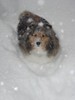 Picture for song 'Frostfire' by artist 'Mossdog'