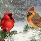 Picture for song 'Rejoiice By Choice' by artist 'Music with Carol'