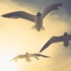 Picture for song 'Adagio per trio' by artist 'Nahum'