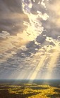 Picture for song '*Shining Light* (ALL BEATS FREE D/L NO TAGS!)' by artist 'New Swol Productions'
