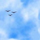 Picture for song 'Le Bonheur' by artist 'Nickel Chrome'