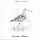 Picture for song 'Numenius Arquata 3' by artist 'Nils-Ole Finbak'
