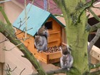 Picture for song '(Squirrel Shack) Hang Nail' by artist 'Now That's What I Call Juggalo'