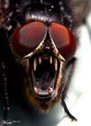 Picture for song 'FLYBITE' by artist 'nusaince'