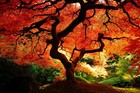 Picture for song 'In the Fall' by artist 'OSCKILO'