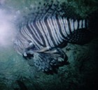 Picture for song 'Paros' by artist 'parasikon'