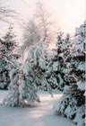 Picture for song 'FROZEN DAWN' by artist 'paul grimwood'