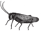Picture for song 'Cricket Symphony' by artist 'Piece Of Art'