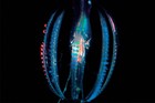 Picture for song 'bioluminescence v1.02' by artist 'PSIWYBER'
