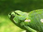 Picture for song 'Chameleon Friend' by artist 'Quantum Mechanix'