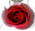 Picture for song 'MORPHINE' by artist 'Ralph Buckley'
