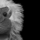 Picture for song 'Silly Monkey' by artist 'Rip Knoxx'