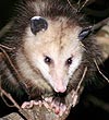 Picture for song 'Possum On The Porch' by artist 'Ron Cline'