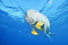 Picture for song 'The Graceful Dugong' by artist 'Sagacious Hag'