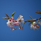 Picture for song 'Kirschblueten im Regen' by artist 'Sard'