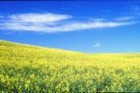 Picture for song 'Calmkiller' by artist 'Sean Alexander'