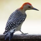 Picture for song 'Courtship of the Woodpecker' by artist 'Sebastian Breitenbach'