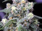 Picture for song 'SMOKIN CRIP-FREE' by artist 'SMOKE ALOT ENT.'