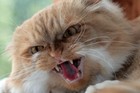Picture for song 'CATS.mp3' by artist 'snot'