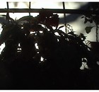 Picture for song 'blurry lines (2006 one nighter mix)' by artist 'sourmonkey'