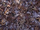 Picture for song 'Les feuilles mortes' by artist 'stephen angus'