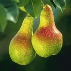 Picture for song 'Lovely Pear' by artist 'Stoob'