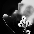 Picture for song 'Dandelions' by artist 'SuperTshim'