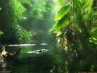 Picture for song 'Rainforest (Ambient Mix)' by artist 'TEN SUNS'