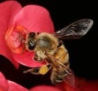 Picture for song 'ROYAL JELLY' by artist 'THE ADAMS APPLE'