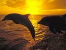 Picture for song 'Dolphin Play (another version)' by artist 'The Al Love Experience'